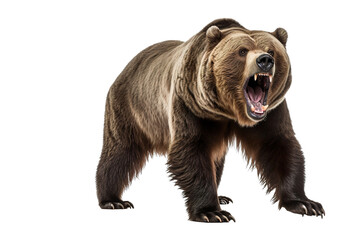 a ferocious grizzly bear with full body on a white background studio shot isolated PNG - obrazy, fototapety, plakaty