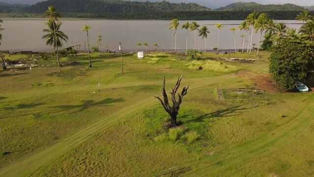 Aerial view of a coastal green field with a prominent tree engulfed in flames and charred. Beautiful lighting during the golden hour captures the scene.