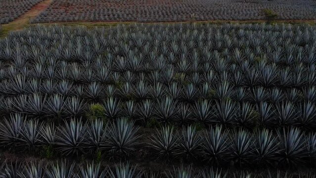 Blue Algave Fields with Tilt Down Drone to Reveal Landscape Views During Sunset in Tequila, Mexico
