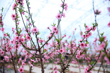 The peach trees in the greenhouse are in blossom