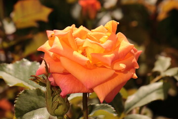 The orange rose will tell you, but not for nothing, what awaits you next as passers-by think