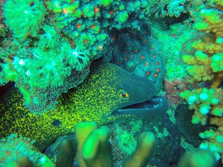 moray eel