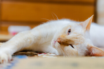 くつろぐかわいい白猫