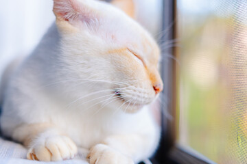 くつろぐかわいい白猫