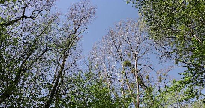 new green foliage on deciduous trees in the forest in the spring season, different trees in the forest in the spring