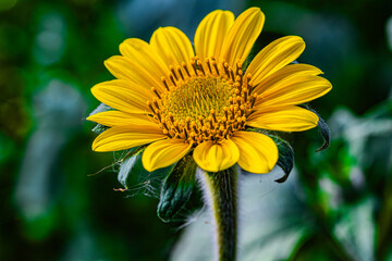 Obraz premium Girasol