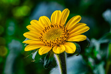 Girasol