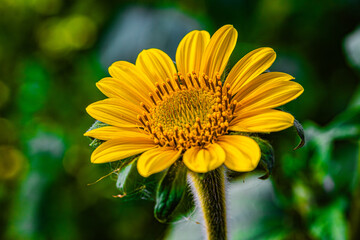 Girasol