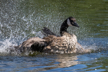 Bathing Canada goose (Branta canadensis)