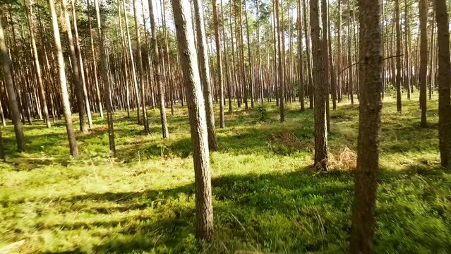 Our collection of nature wood forest green stock footage is the perfect way to bring the beauty and tranquility of nature into your video projects