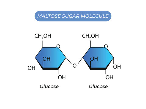Maltose Sugar Molecule. Glucose And Glucose