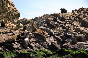 Sea lions resting on the rocks of Ballestas island in Peru