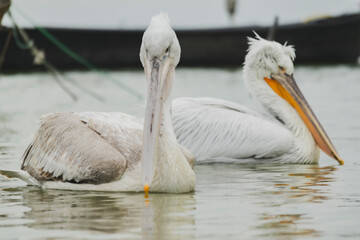 Pelicans in Lake Manyas