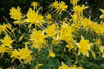 yellow flowers in spring