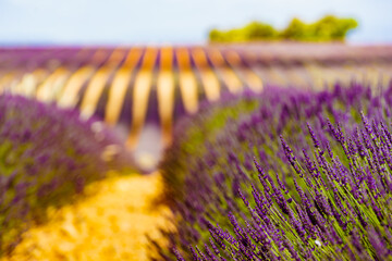 Lavender flowers on field