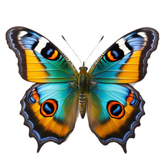 Peacock Butterfly on transparent background