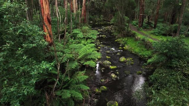 Australian lush rainforest drone shots