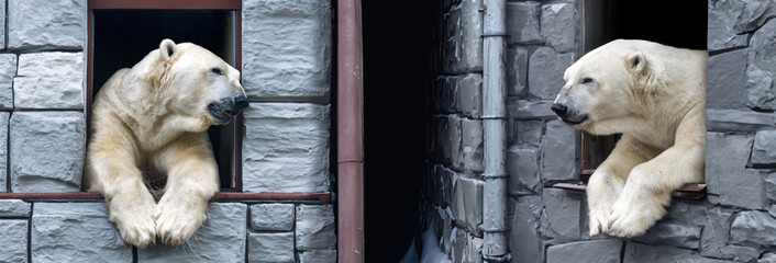 Two polar bears are watching from the windows of houses next to each other