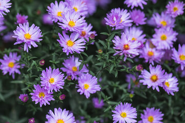 Purple flowers of perennial aster. Background with autumn asters. Selective focus.