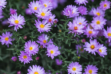 Fototapeta premium Purple flowers of perennial aster. Background with autumn asters. Selective focus.