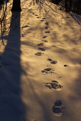 Traces of human feet on a snowy slope in winter