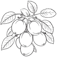 Illustration of a branch of grapes line art coloring page vector design