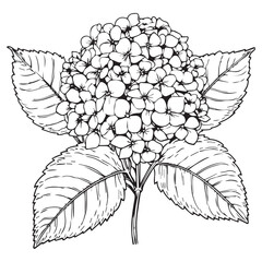 Line art flower with leaf coloring page design for adults