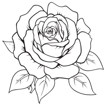 Black and white rose Line art coloring page for adults