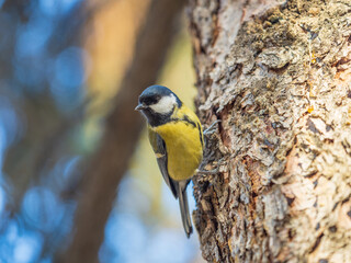 Cute bird Great tit, songbird sitting on the tree trunk in autumn. Parus major