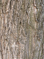 Bark texture and background of a old tree trunk. Detailed bark texture.