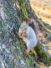 The squirrel with nut sits on tree in the autumn. Eurasian red squirrel, Sciurus vulgaris.