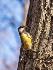 Cute bird Great tit, songbird sitting on the tree trunk in autumn. Parus major
