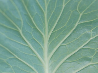 green cabbage close up