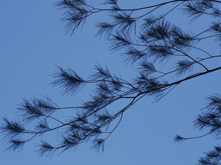 pine branches against sky