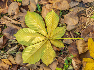 Yellow Horse chestnut leaves in autumn