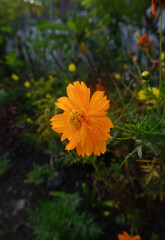 Beautiful Orange Cosmos Sulphureus Flower in the garden.