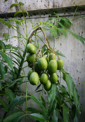 Spondias dulcis plant