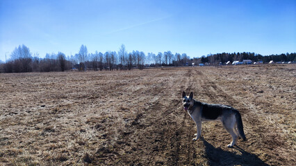 Field with last year's dry yellow grass and old road going to the horizon under bright blue sky in...