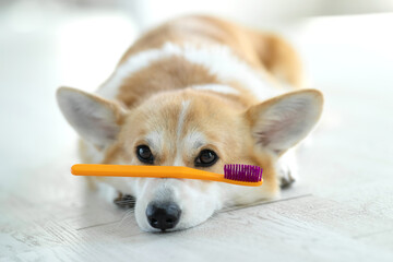 Dog with a toothbrush. Animal hygiene