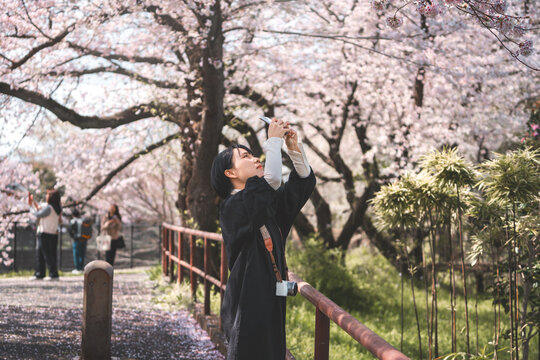 Young japanese woman take photo with smartphone pink sakura cherry blossom tree on holidays season in japan