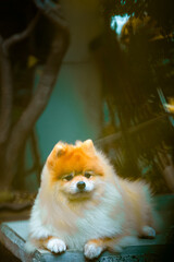 A small, fluffy gray Pomeranian dog is lying on a chair in the garden.