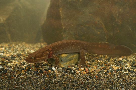 Full Body Closeup On A Large Brown Juvenile Neotenic Coastal Giant Salamander, Dicamptodon Tenebrosus With Gills