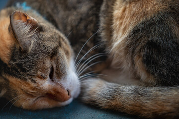 A tabby cat with white and gray paint on its fur was sleeping.
