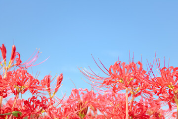[愛知県]半田市矢勝川堤の彼岸花