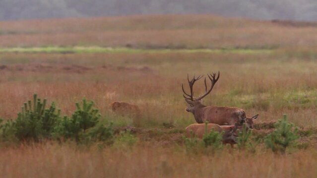 Territorial red deer stag aggressively chase off another male approaching harem