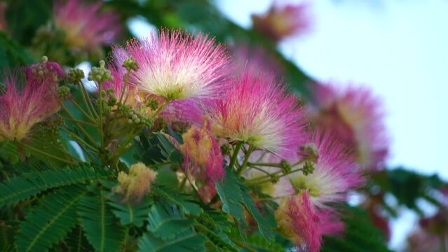 Persian silk tree Albizia julibrissin flowers resembling starbursts of pink silky threads. Pink siris, silk tree acacia Albizia julibrissin during flowering period. Close-up Slow motion