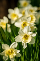 White daffodils in the spring garden.
