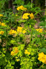 Yellow flowers of Chelidonium in the spring forest, folk nature medicine