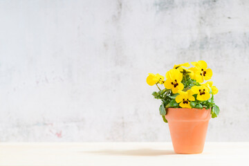 小さな素焼鉢で育てる黄色のビオラ