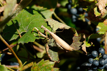 Europäische Gottesanbeterin (Mantis religiosa) am Weinstock